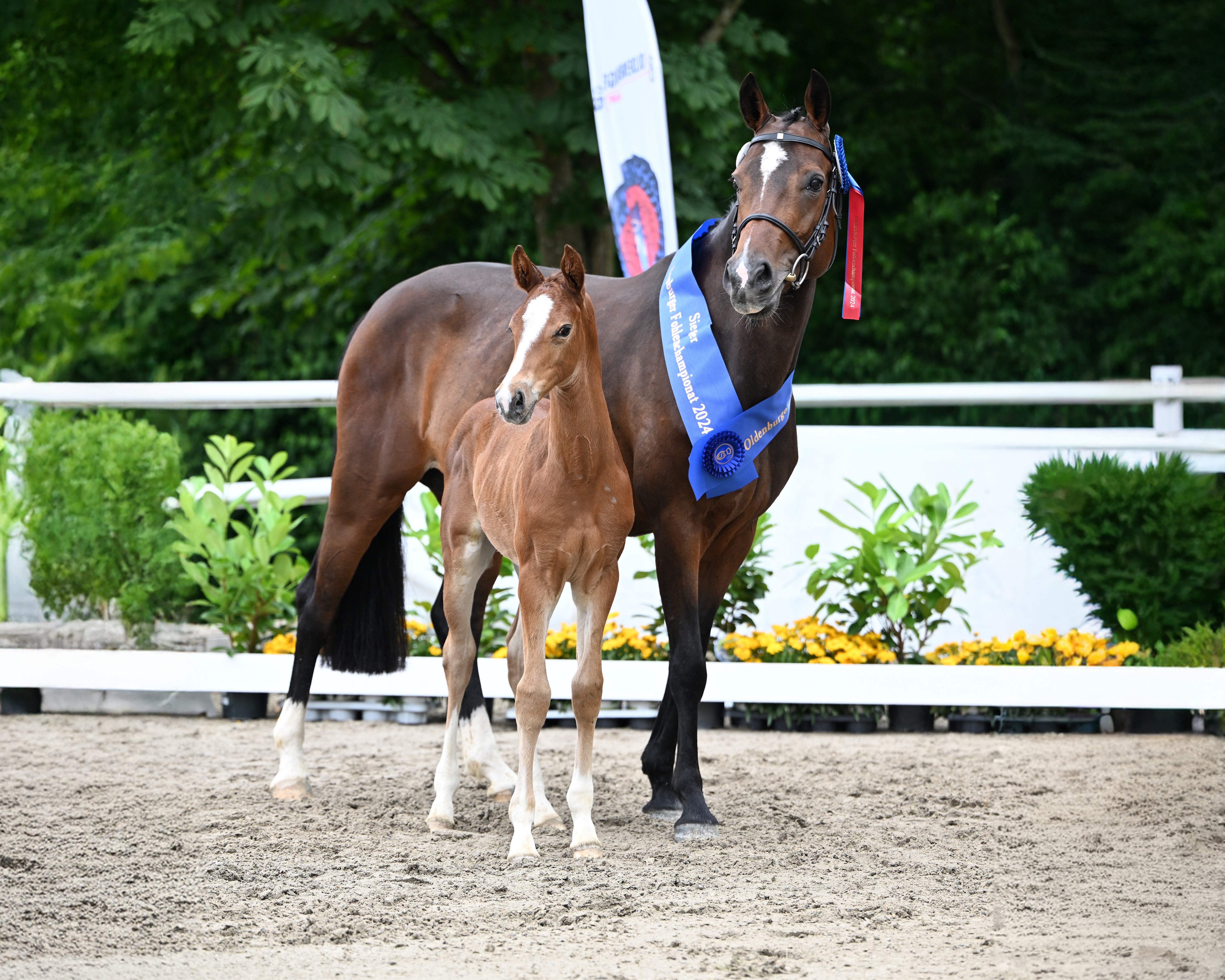 Krönung eines Elitefohlens